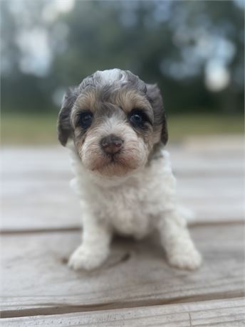 F1b Blue Merle & White Female Cavapoo