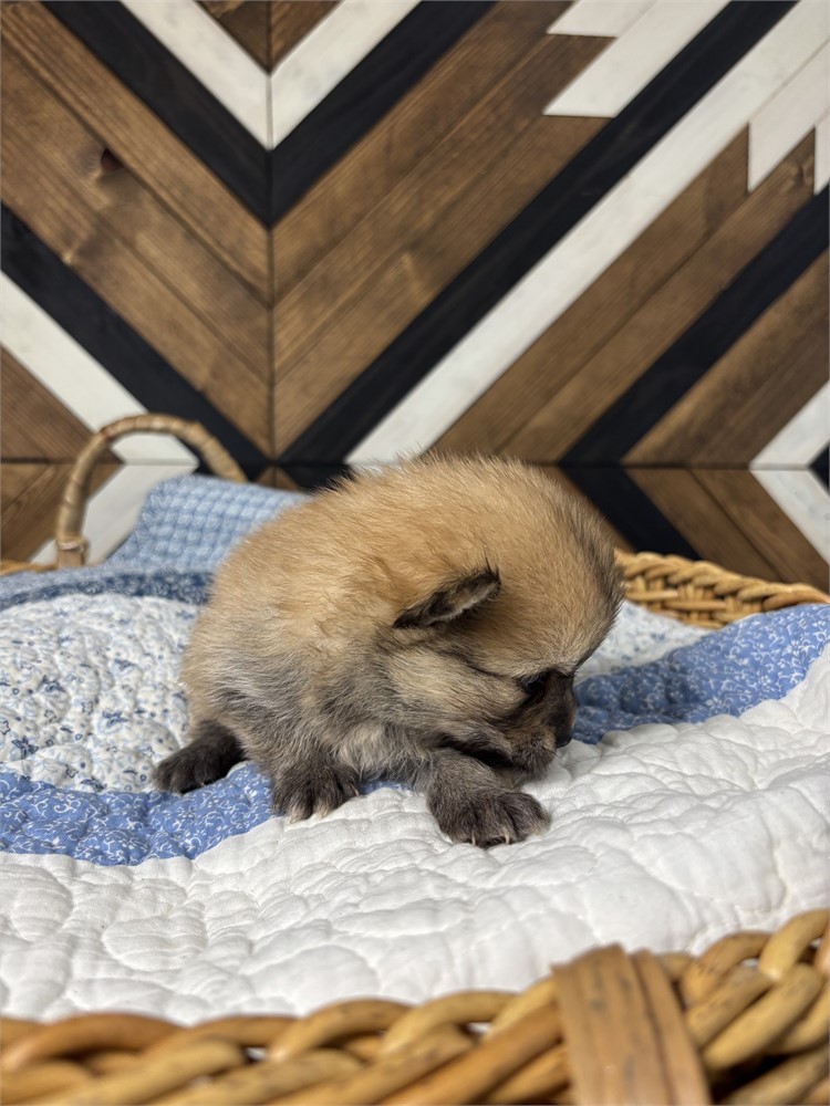 USDA Pomeranian Male