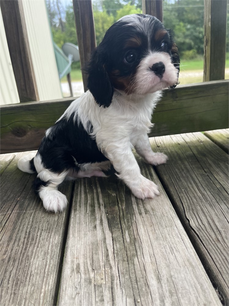 AKC Cavalier “Peanut”
