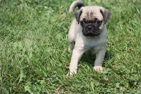 Male Pug