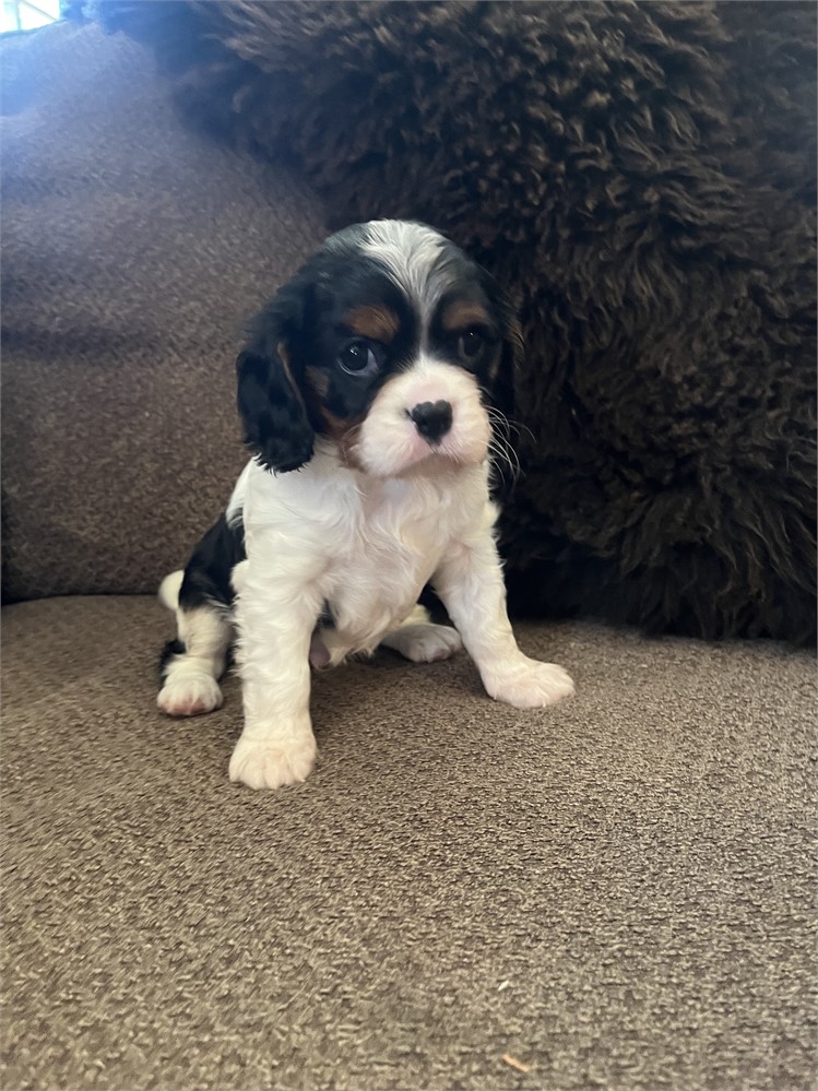 AKC Cavalier “Peanut”