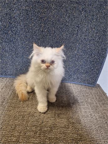 Flame-point male