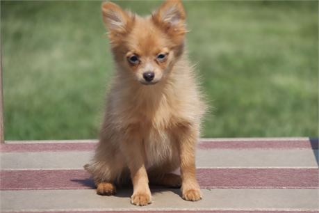 Femle Pom