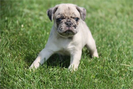Male Pug
