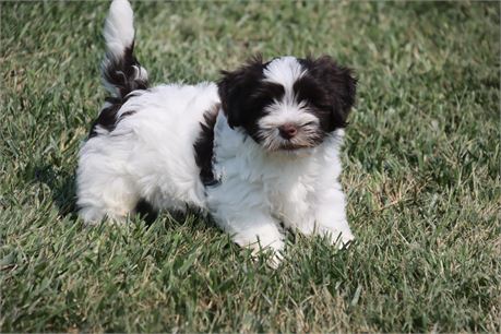 Male Havanese
