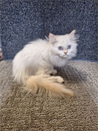 Flame-point female
