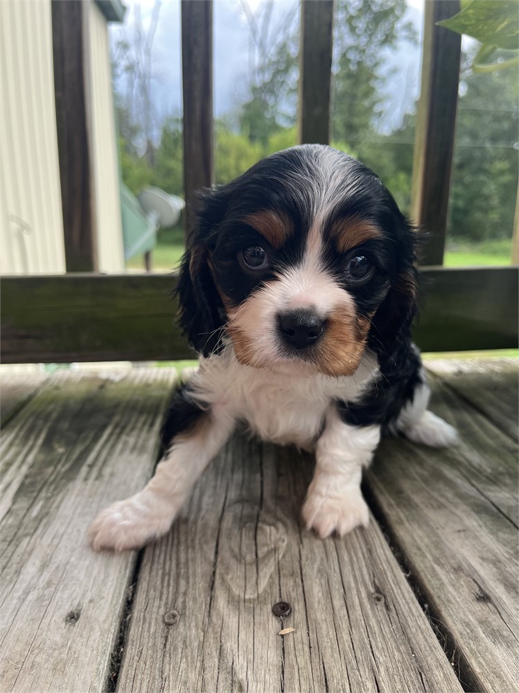AKC Cavalier “Paulo”