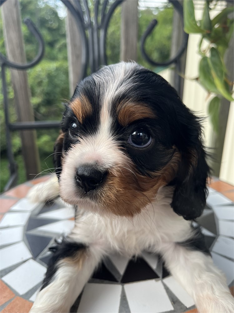 AKC Cavalier “Paulo”