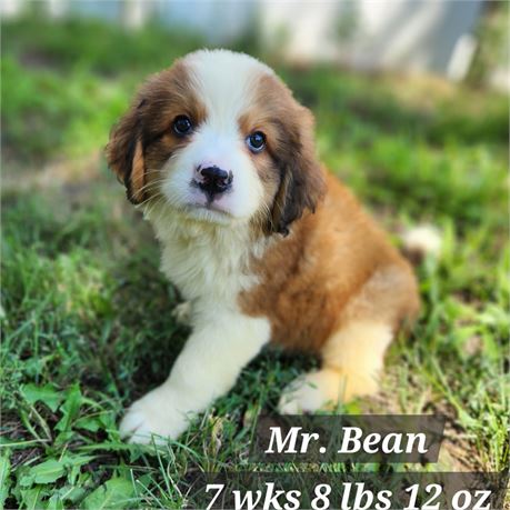 Great Bernese (Great Pyrenees x Bernese Mountain Dog) male