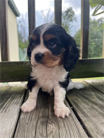 AKC Cavalier “Paulo”