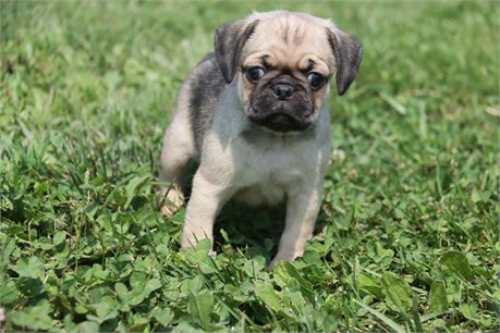 Female Pug