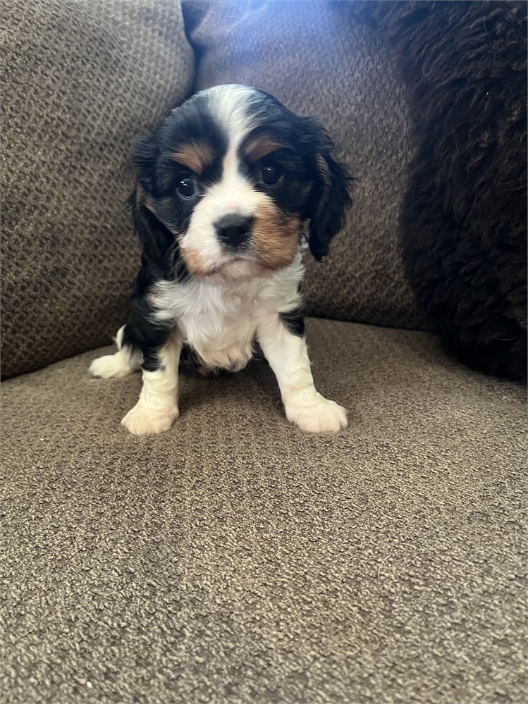 AKC Cavalier “Paulo”