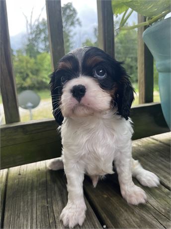 AKC Cavalier “Peanut”