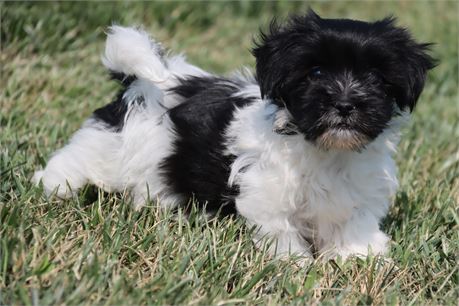 Female Havanese
