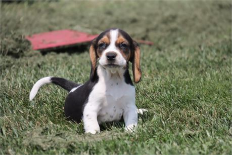 Male Beagle