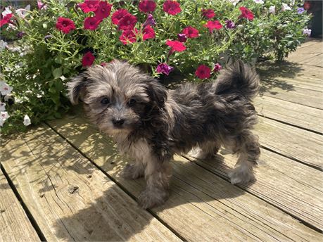 Malti - Poo  Carli’s # 5 (F) * Chocolate Merle *