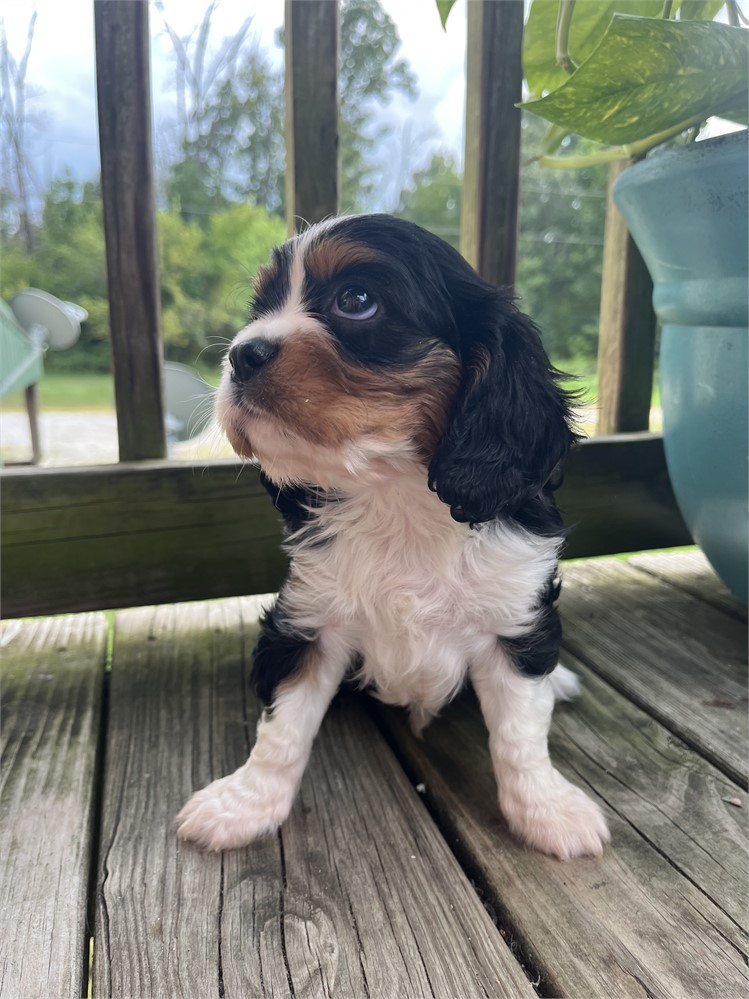 AKC Cavalier “Paulo”