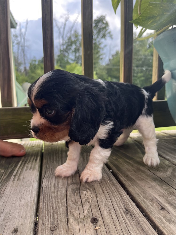 AKC Cavalier “Paulo”