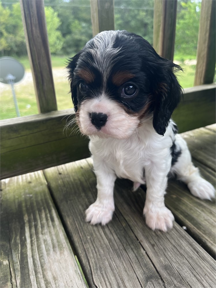 AKC Cavalier “Peanut”