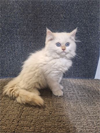Flame-point male