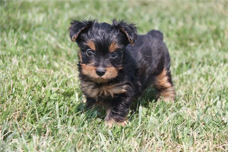 Female Yorkie