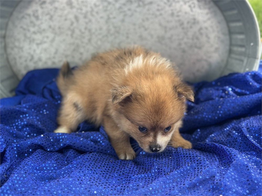 Female Sable Merle - Sugar