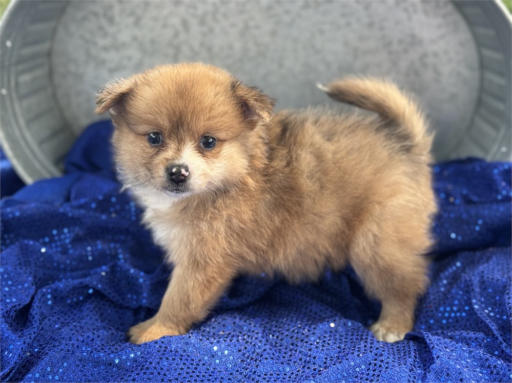 Female Sable Merle - Sugar