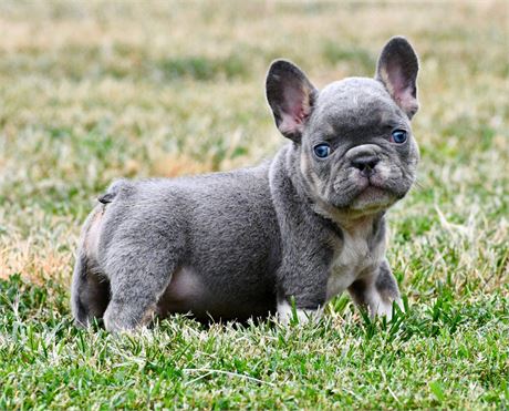 Knight ~ Gorgeous AKC Lilac & Tan Male French Bulldog!!