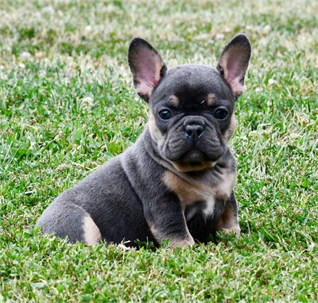Mira ~ Gorgeous AKC Blue & Tan Female French Bulldog!!