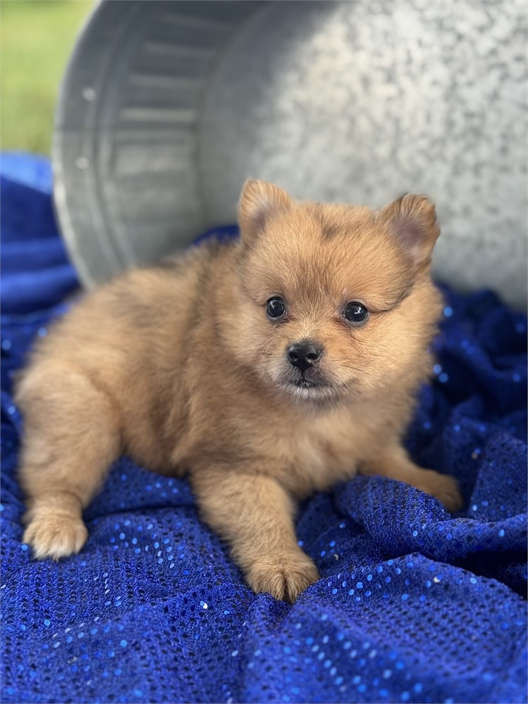 Female Sable Merle - Spice