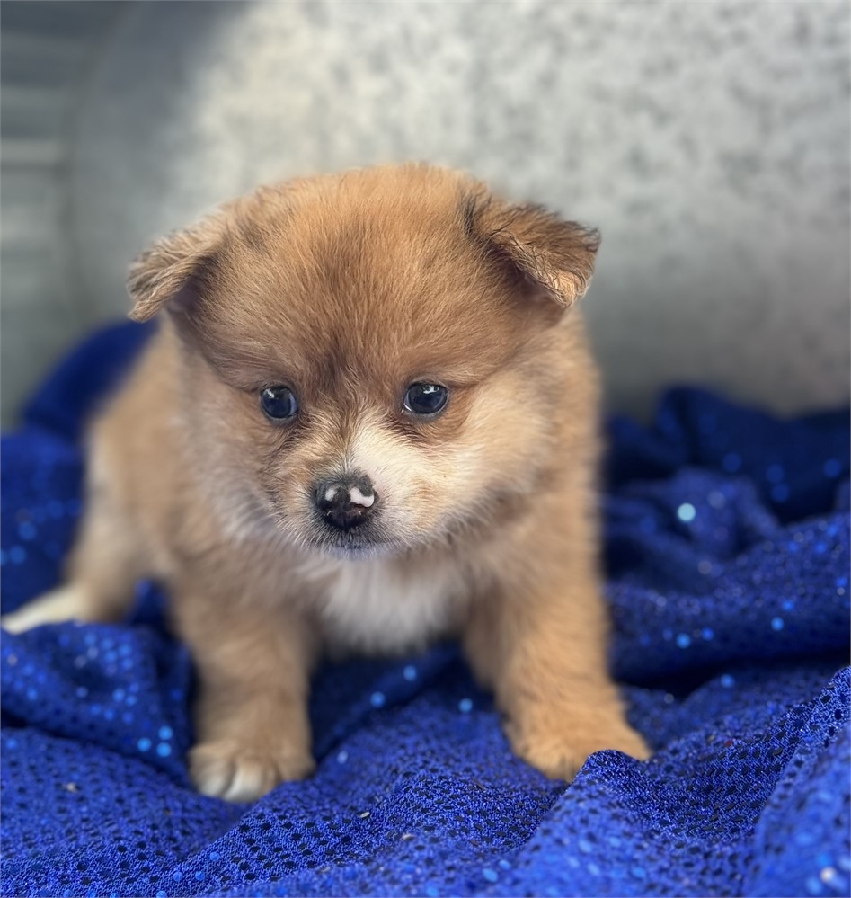 Female Sable Merle - Sugar