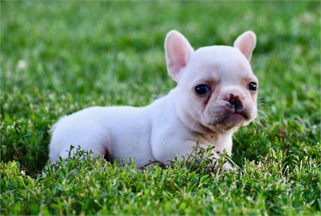Tommy ~ Adorable AKC Cream Male French Bulldog!!