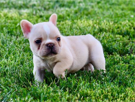 Rio ~ Gorgeous AKC Cream Male French Bulldog!!