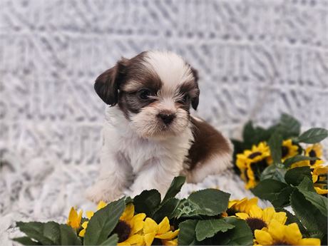 Shih Tzu female (Cara)