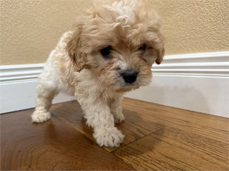 Clean USDA Female Cavachon