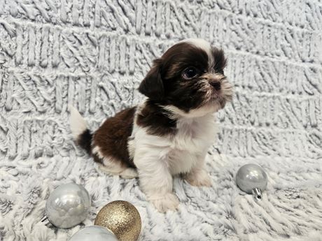 Shih Tzu male (Charles)