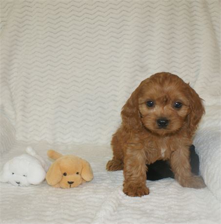 Handsome Male CavaPoo *UABR*