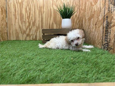 Toy Poodle - Male