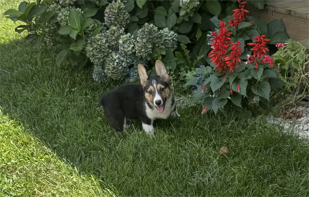 Cute Corgi Male
