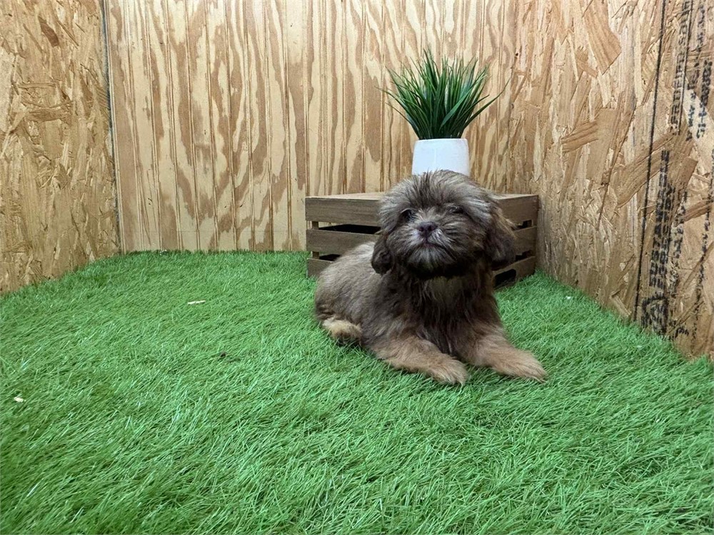 Gizmo-Shih Tzu - Male