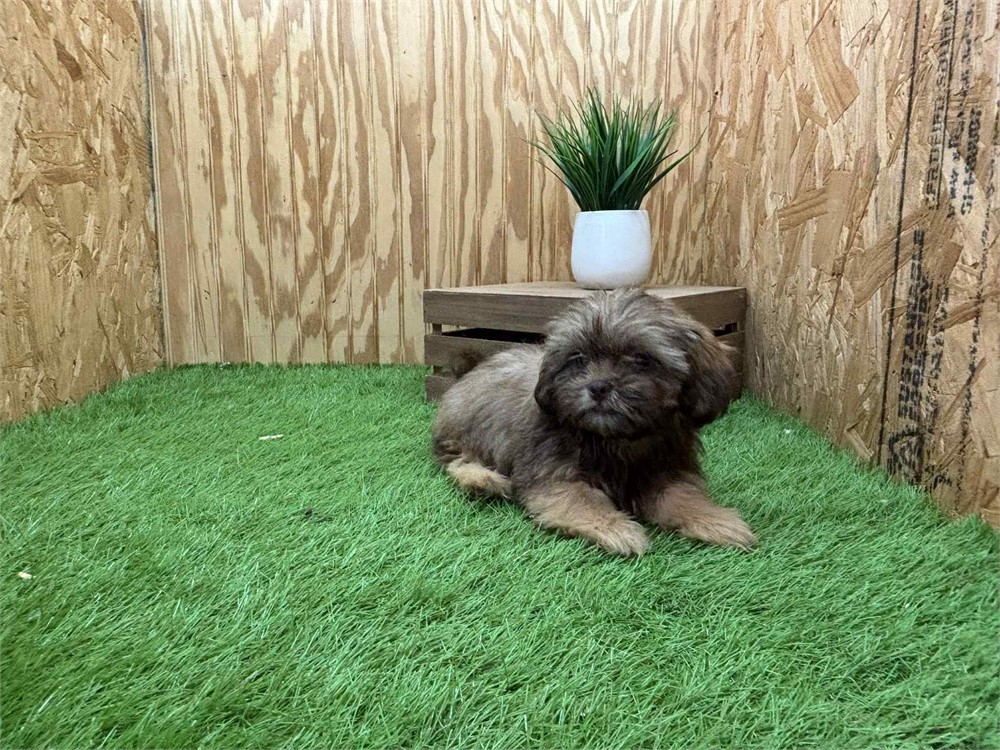 Gizmo-Shih Tzu - Male