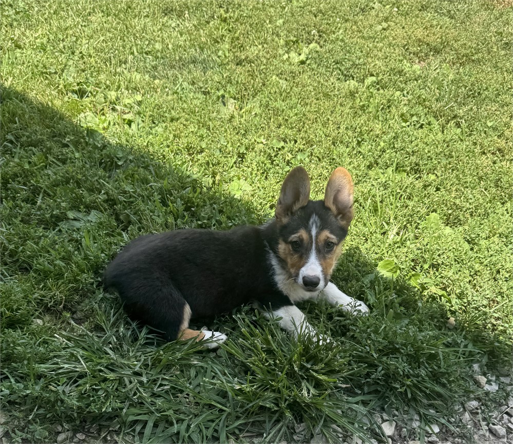 Cute Corgi Male