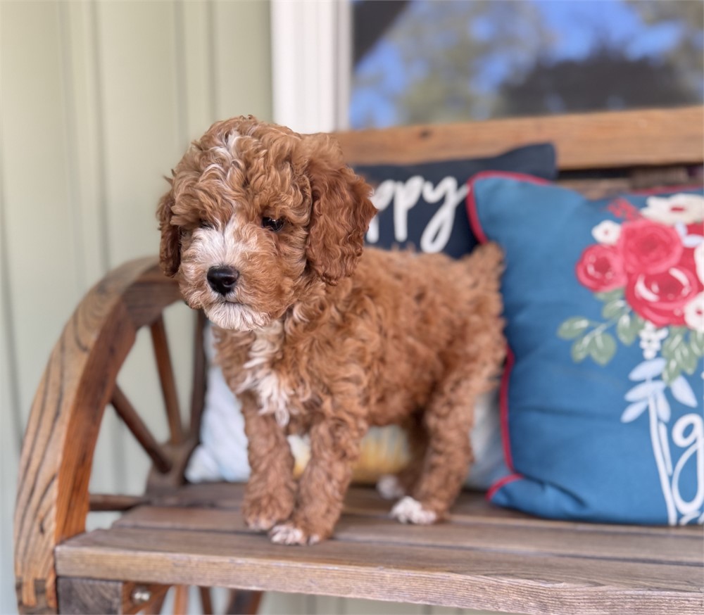Very Nice Mini Male