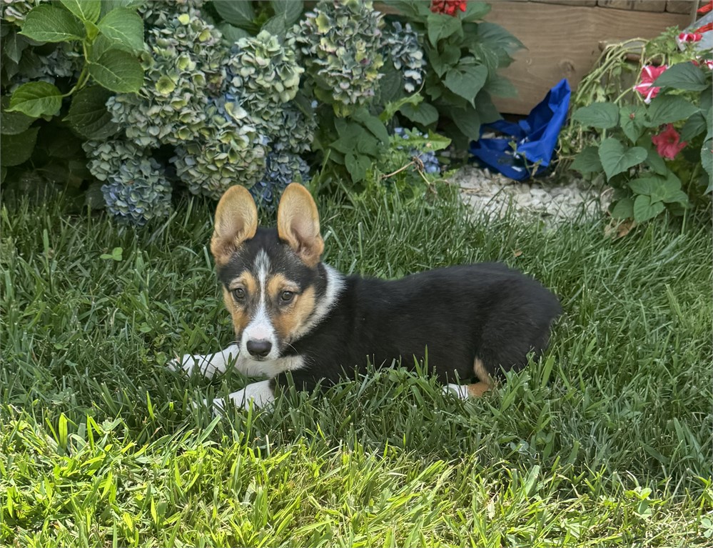 Cute Corgi Male