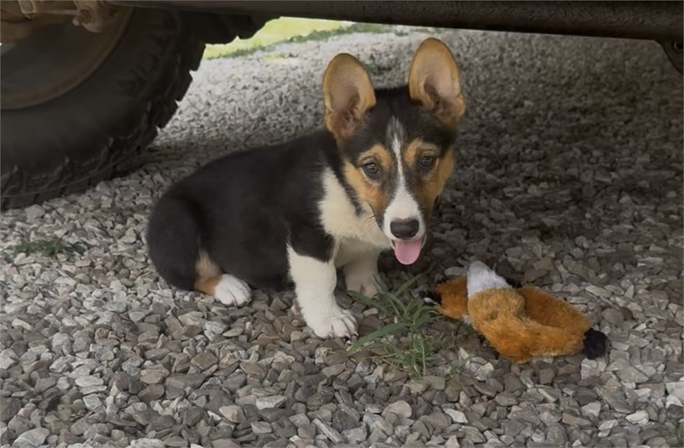 Cute Corgi Male