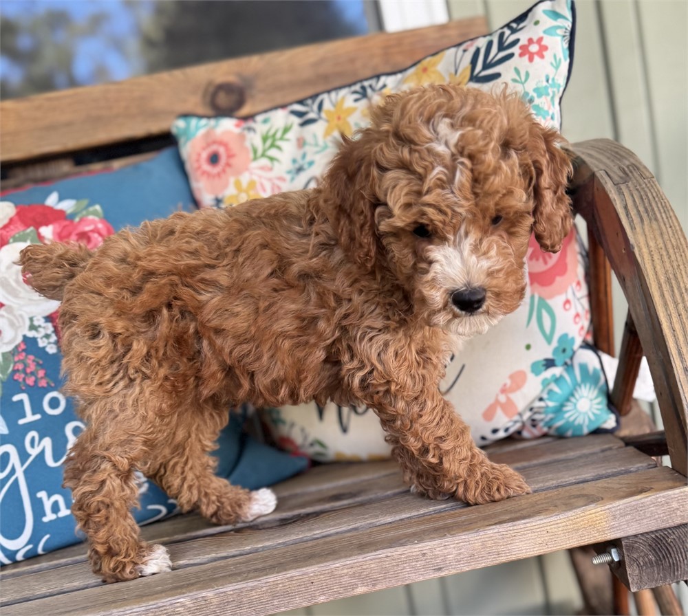 Very Nice Mini Male