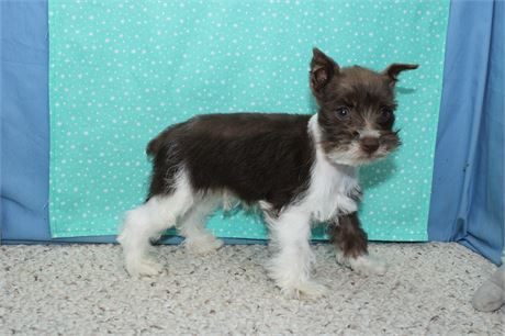 Male Miniature schnauzer