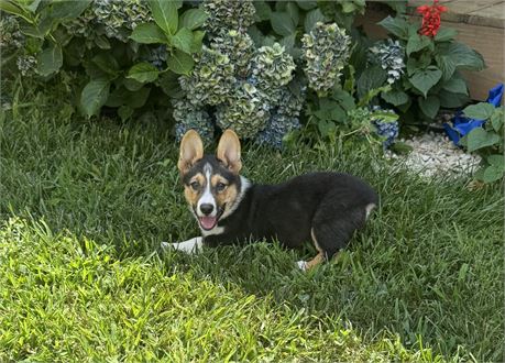 Cute Corgi Male