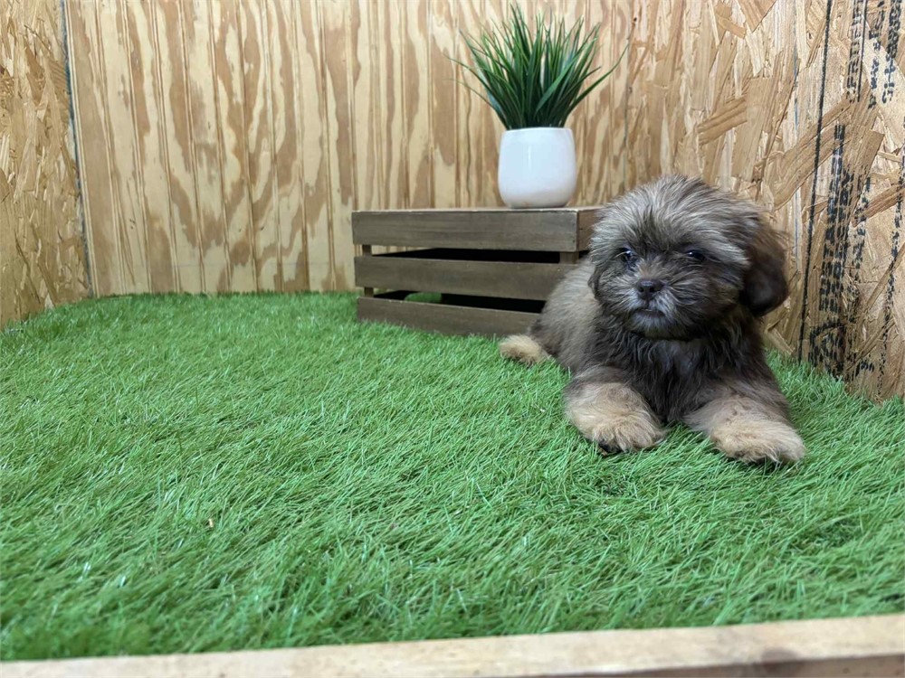Gizmo-Shih Tzu - Male