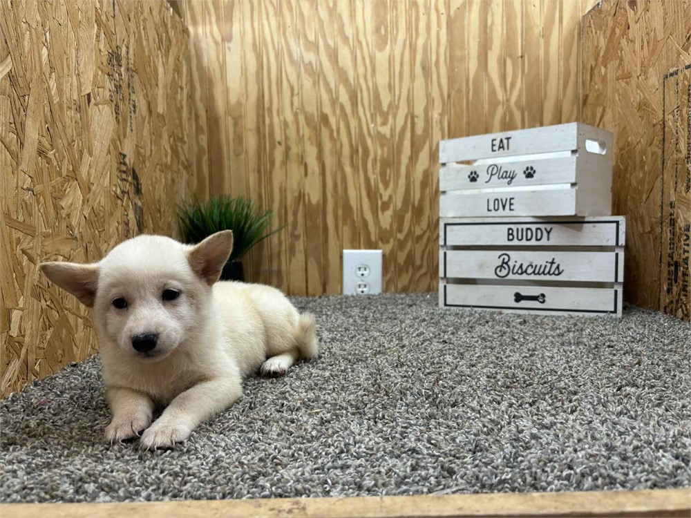 Jupiter-Shiba - Female #3